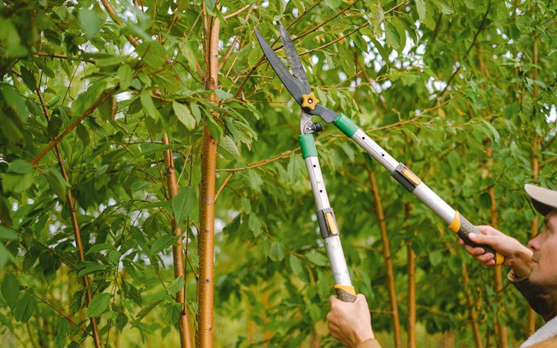 Tree trimming in Archer, IA